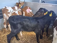 Bou, Russian Black pied cattle — foto 1