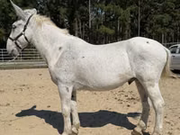 Hengst, Mule — Foto 2