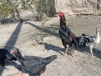 Chickens — الصورة 8