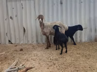 Brebis, Arashan sheep — photo 1