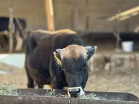 公牛, Cattle — 照片 2