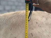 गाय, Swiss cattle — फ़ोटो 6