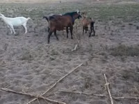 تيس, Nubian Goat — الصورة 7