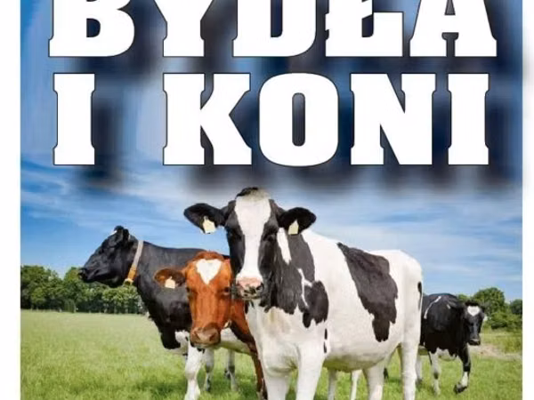 Уй, Голштин тукуму