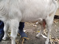 Ziege, Nubian Goat — Foto 2