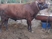 公牛, Cattle — 照片 4