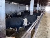 Bulle, Russian Black pied cattle — Foto 7