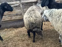 Berbec, Karakul sheep — foto 2