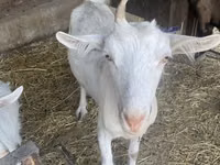عنزة, Saanen goat — الصورة 6