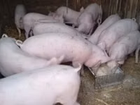 Eber, Schweine — Foto 5