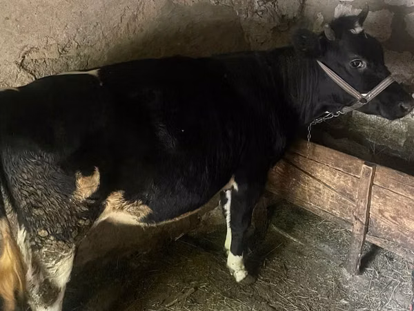 Vaca, Ganado vacuno — Moldavia