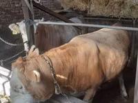 ثور, Simmental cattle — الصورة 6