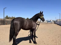 Jument, Friesian — photo 4