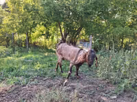 Ziegenbock, Ziegen — Foto 1