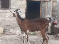 बकरा, बकरियाँ — फ़ोटो 4