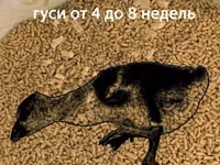 СТАРТ для гусей (0-3 недели). Профессиональная серия. Гранула 2 мм. ГОСТ — Foto 2