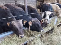 Toro, Raza Alatau — foto 8