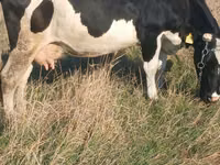 Vache, Russian Black pied cattle — photo 3