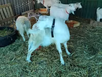 عنزة, Pomellata goat — الصورة 5