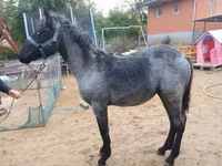 Iapă, Cai — foto 2