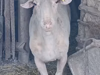 Berbec, Assaf sheep — foto 4