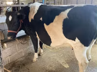 Vache, Race Holstein — photo 7