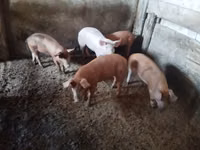 Ana donuz, Donuzlar — foto 1