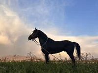 公马, Horses — 照片 3