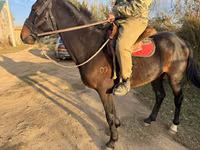 公马, Horses — 照片 2