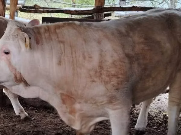 Bulle, Simmental cattle
