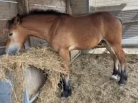 公马, Horses — 照片 2