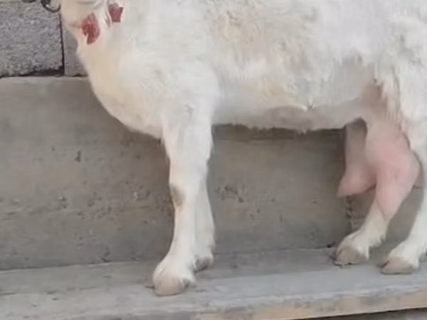 Dişi keçi, Saanen goat