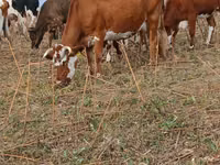 Vache, Simmental cattle — photo 2