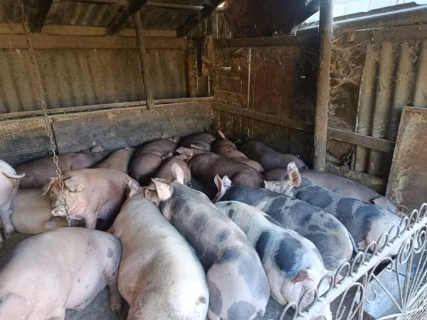 公猪, Pigs