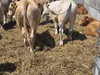 Bulle, Limousin-Kuh — Foto 2
