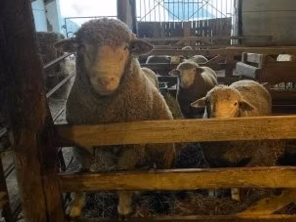 Bélier, Ile-de-France sheep