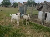 Carnero, Merino sheep — foto 1