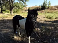 घोड़े (लॉट, लिंग निर्दिष्ट नहीं), American shetland pony — फ़ोटो 4