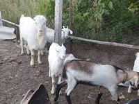 Keçi, LaMancha goats — foto 4