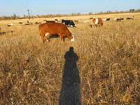 Vacă, Latvian Blue cattle — foto 1