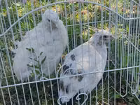 Ağ — foto 3