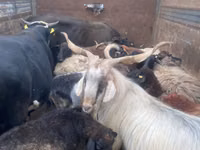Vacă, Simmental cattle — foto 3