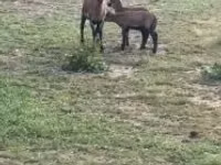 Qoyun, Cameroon sheep — foto 1
