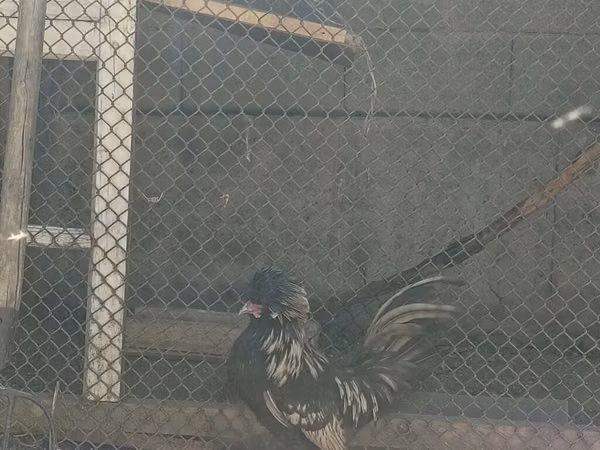 Şimal Hollandiya Mavi
