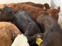 Rinder (Partie, Geschlecht nicht angegeben), Simmental cattle — Foto 4