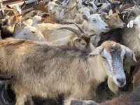 Cabra, Cabras — foto 2