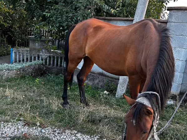 Iapă, Cai