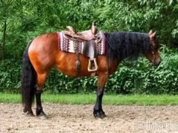 Iapă, Friesian