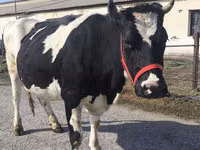 بقرة, Russian Black pied cattle — الصورة 3