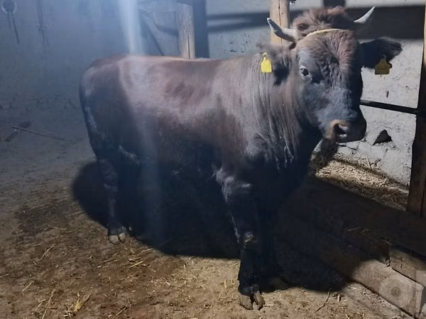 Toro, Ganado vacuno
